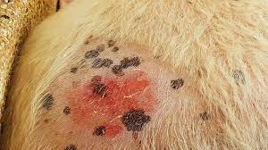 Hair Coat And Skin Conditions In Dogs