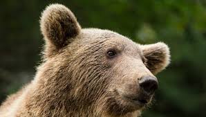 Pendant combien de temps ? Reintroduction De L Ours Dans Les Pyrenees Une Querelle Vieille De Plus De 20 Ans