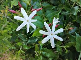 Image result for Jasminum dichotomum