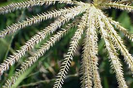 Image result for Chloris gayana