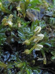 Image result for Podostemaceae