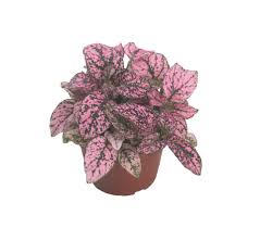 Image result for Hypoestes cancellata