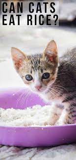 Can Cats Eat Rice From Boiled Rice Meals To Cat Food Fillers Cats Cat Parenting Cat Diseases