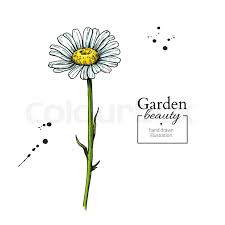 See daisy flower outline stock video clips. Daisy Flower Drawing Vector Hand Stock Vector Colourbox