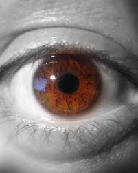 Det går från hjärtat till lungorna för syresättning, tillbaka till hjärtat och sedan ut till kroppens vävnad. Synstap Wikipedia