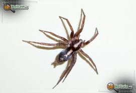 These are common in the pacific. Black Spider With Design On Back
