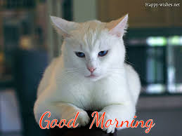 40 Good Morning Wishes For Cat Lovers Images Pictures Ultra Wishes