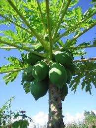 Find great deals on used fruit trees for sale in south africa. Pin On Lowveld Tree Spotting Of South Africa