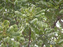 Image result for Canarium schweinfurthii