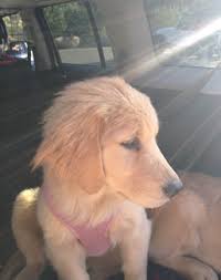 Mayor Max and the Mayors of Idyllwild