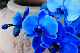 Buon compleanno con fiori tra i fiori più apprezzati per dire buon compleanno c'è l' iris, che significa anche speranza, fede e buone novelle. Orchidea Blu Blog Floraqueen It