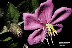 Image result for Dissotis