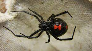 It might surprise you that these arachnids are on the shy side. How To Diagnose Black Widow Bites