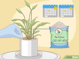 Maybe you would like to learn more about one of these? How To Care For Peace Lilies 15 Steps With Pictures Wikihow