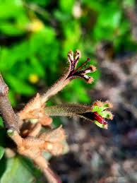 Image result for Hyparrhenia formosa