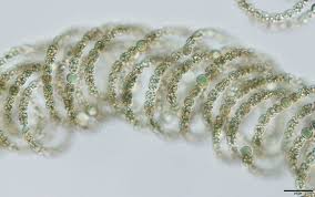 Image result for Commelina albescens