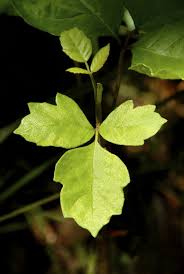 Poison oak is an imitator. Getting Rid Of Poison Oak What Does Poison Oak Look Like