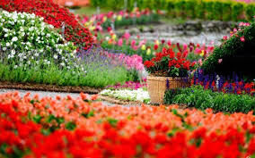 Flowers Garden Hd Wallpapers Free For Desktop In 2020 Flower Garden Design Beautiful Flowers Garden Flower Garden