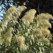 Image result for Nesaea rautanenii