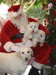 25 Dogs Visit Santa Photos Http Www Babble Com Pets 25 Dogs Visit Santa Photos Dogs Santa Puppy With Images Santa Dog Christmas Dog Christmas Puppy