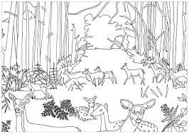 Coloring pictures of cute zoo animals: Does And Fawns In The Forest From The Gallery Animalsartist Marion C Forest Coloring Pages Animal Coloring Pages Coloring Pages