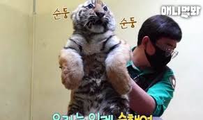超可愛 奶萌小老虎第一次打疫苗 緊張到揣手 偶怕怕 cute pictures cats animals