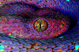 Pin By Hajdara Istvan On Animal Love Beautiful Snakes Purple Snake Colorful Snakes