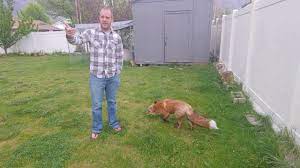 Maybe you would like to learn more about one of these? How To Get Rid Of Foxes In Your Garden Uk Expert Guide
