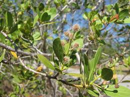 Image result for Conocarpus erectus