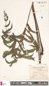 Image result for Christella chaseana