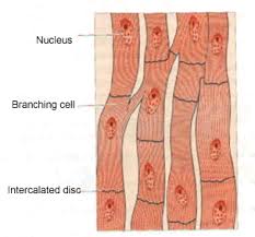 Three features of cardiac muscles are: Draw A Labelled Diagram Of The Cardiac Muscles