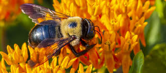 Bee pollinating flower