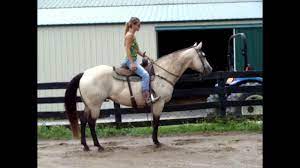 Sheza classic beauty ~ 2013 aqha buttermilk buckskin with baby doll head!! Big Thick Made Buttermilk Buckskin Quarter Horse Mare Rides Nicely Big Stop Well Built Youtube