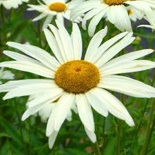 Image result for Leucanthemum