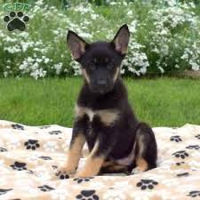 Due to this reason, if you are thinking of adopting a designer dog, it is important that you do your research and make sure. German Shepherd Mix Puppies For Sale Greenfield Puppies