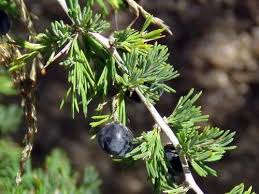 Image result for Asparagus suaveolens