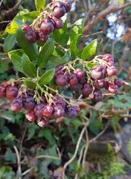 Image result for Kotschya recurvifolia