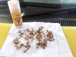 Caranya, letakkan air sabun dalam botol spray dan bila nampak lipas terus sembur je atas dorang. Perangkap Lipas Dalam Kereta Wanita Ini Kongsi Petuanya Kos Bawah Rm10 Aje Keluarga