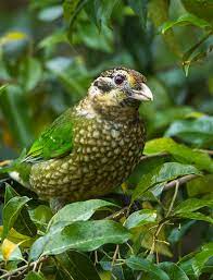 Spotted Catbird Sounds Calls Wild Ambience Nature Sounds