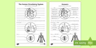 Human Circulatory System Labelled Worksheet