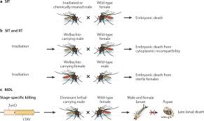 The findings and conclusions in this report are those of the authors and do not. Controlling Vector Borne Diseases By Releasing Modified Mosquitoes Nature Reviews Microbiology