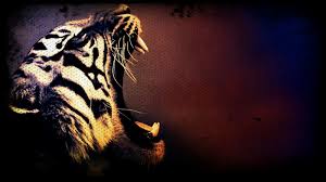 Amazing Tiger Wallpaper Tiger Pictures Tiger Art Tiger Pictures Tiger Wallpaper