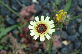 Image result for Tolpis