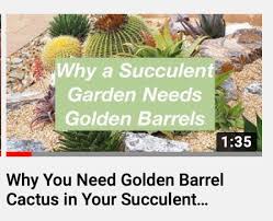 We describe two typical patients and a study in experimental animals comparing the effectiveness of several previously described methods for removal. Dangerous Succulents Grow With Caution Debra Lee Baldwin