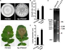 Frontiers | A Single ssRNA Segment Encoding RdRp Is Sufficient for  Replication, Infection, and Transmission of Ourmia-Like Virus in Fungi