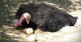 How many eggs does a person have? Ostrich Egg Secrets And Amazing Facts Are You Curious