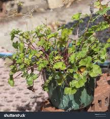 Image result for Pelargonium grossularioides