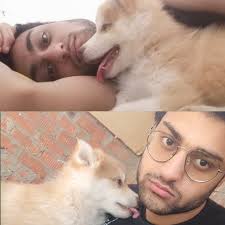 Lisa Vanderpup! 👑 Aka Vandy aka Vander aka Alexvander aka Vanderson aka  Lisa if she's feeling fancy 💁🏼‍♀️ What are the wild and random nicknames  for your pups? Pics of your doggos