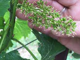 See more ideas about grapeseed, grape vines, grapes. Napa Valley Winemaker Alison Crowe Explains Grapevine Bloom