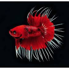 Sedangkan panjang maksimal pada ikan betina adalah 75 cm. Ikan Cupang Halfmoon Plakat Wild Country Fine Arts